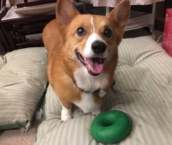 Reviewer photo of a corgi with the ring, which is a bit smaller than its head
