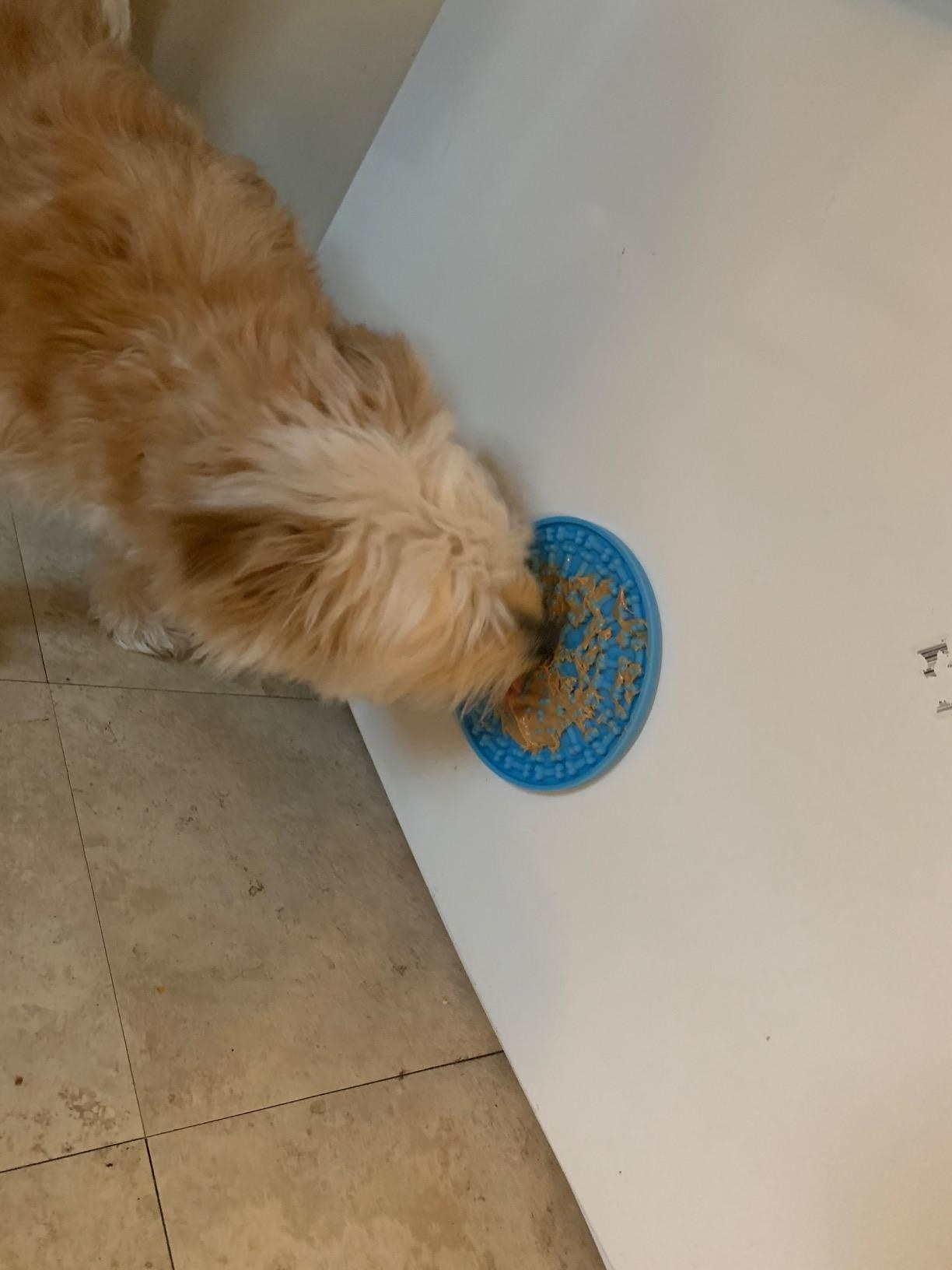 Reviewer photo of dog licking peanut butter off of lick pad mounted to the wall