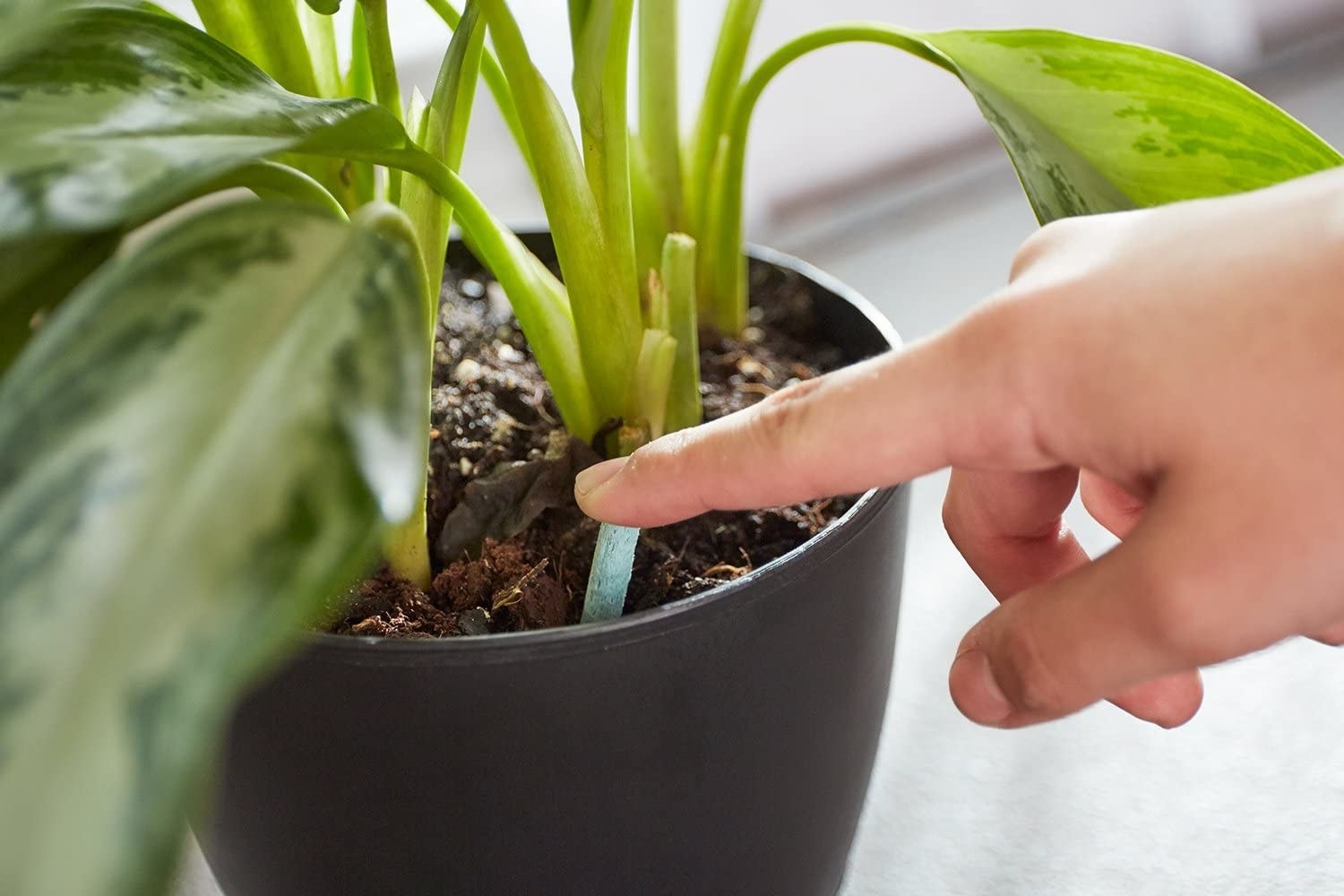 a finger pushes green chalky stake into soil of a houseplant