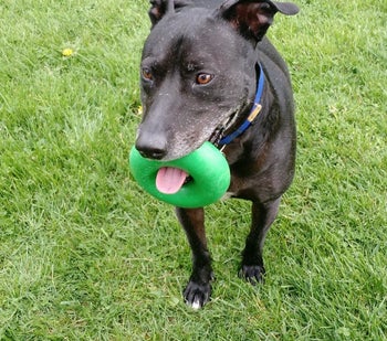 Reviewer photo of the donut-shaped toy in a dog's mouth