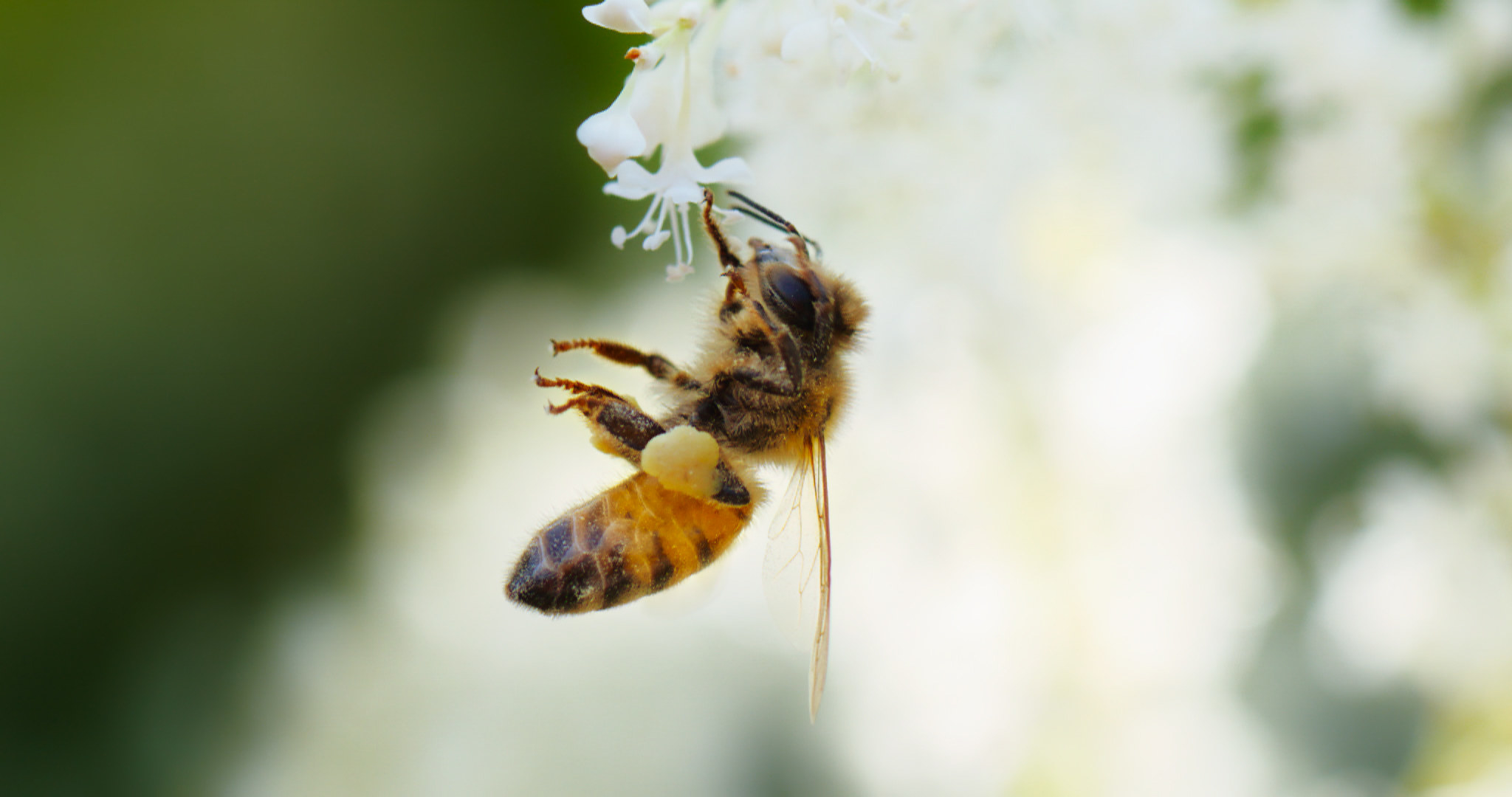 蜜蜂和花的特写。