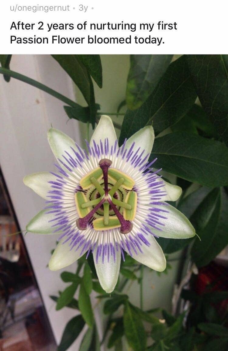 植物 に成りすました地球外生命体を発見か