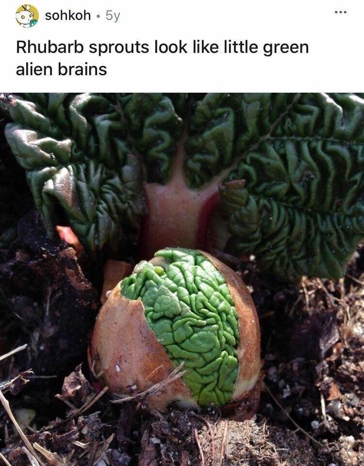 Plants That Look Like They Re From An Alien Planet
