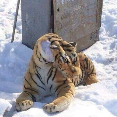 Stuffed tiger with deflated face 