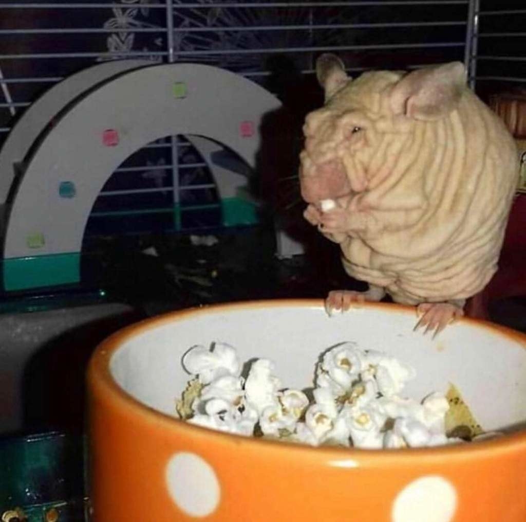 Hairless rodent eating popcorn 