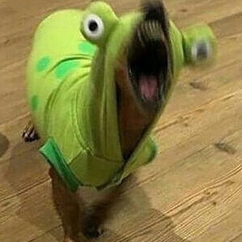 A dog wearing a frog costume caught mid bark