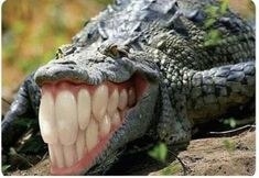 Crocodile with human teeth