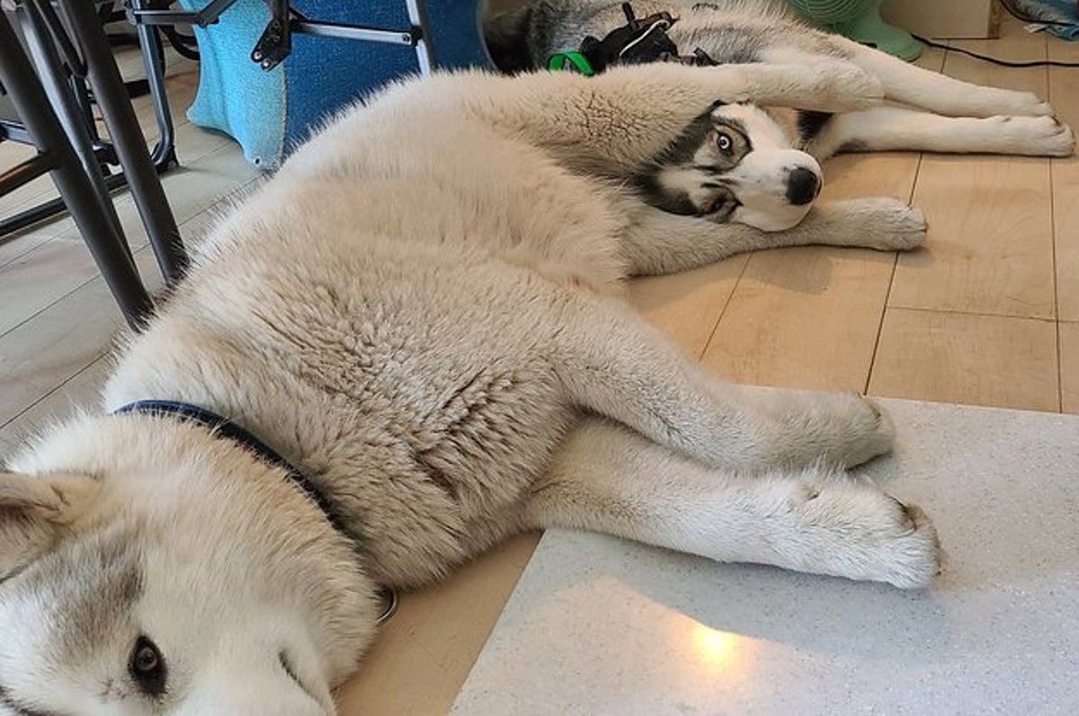 この状態で眠ったの 後ろ足にフィットする 仲良しハスキー犬2匹がかわいい