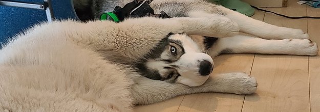 この状態で眠ったの 後ろ足にフィットする 仲良しハスキー犬2匹がかわいい