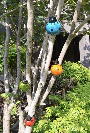 Red, orange, green, and blue lady bug sculptures nestled in backyard tree branches
