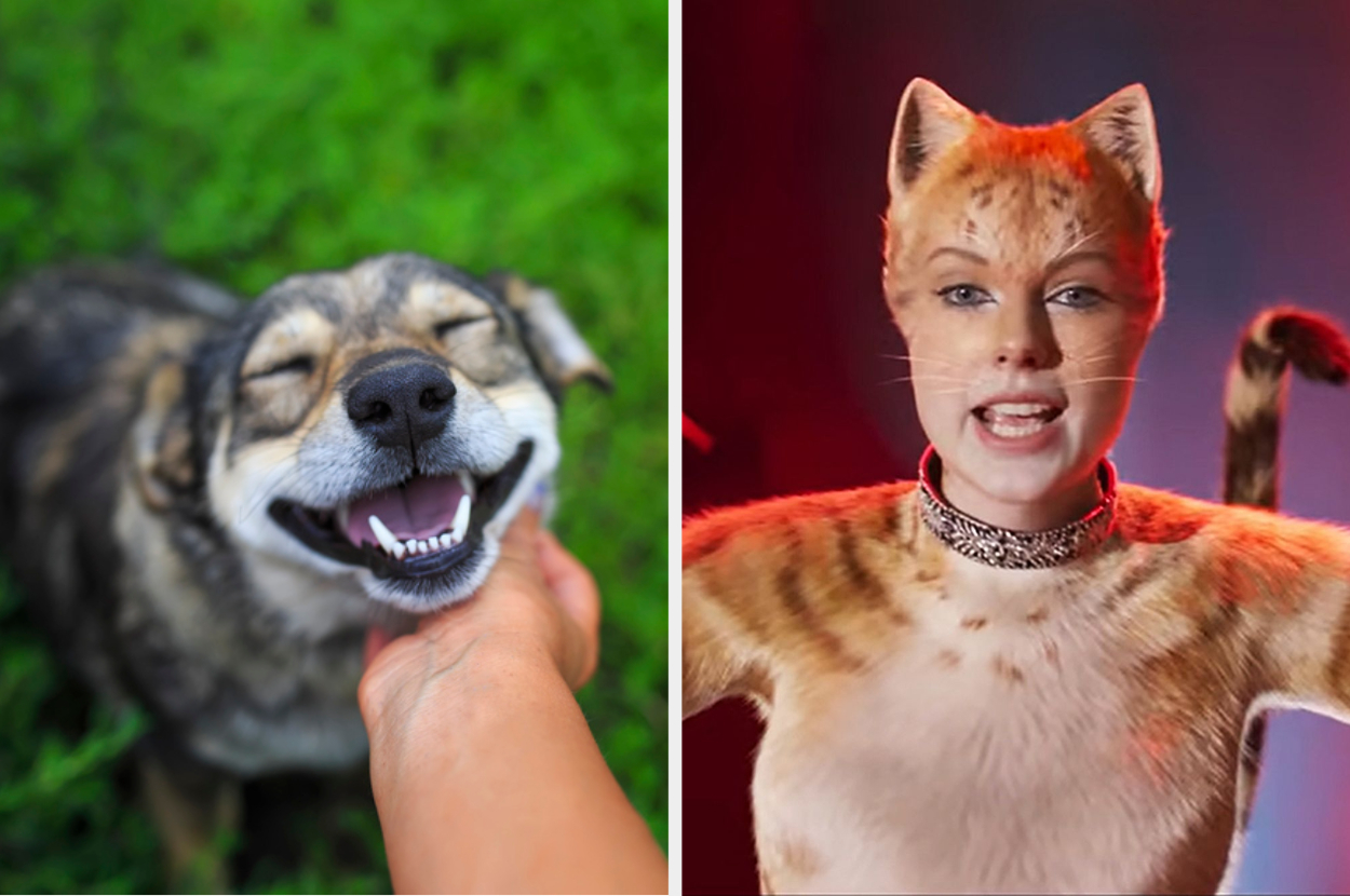 Quiz: Become An Animal And We'll Tell You What Pet To Get