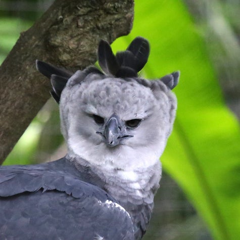 マンガに出てきそうだけど 本当に実在する鳥 17羽