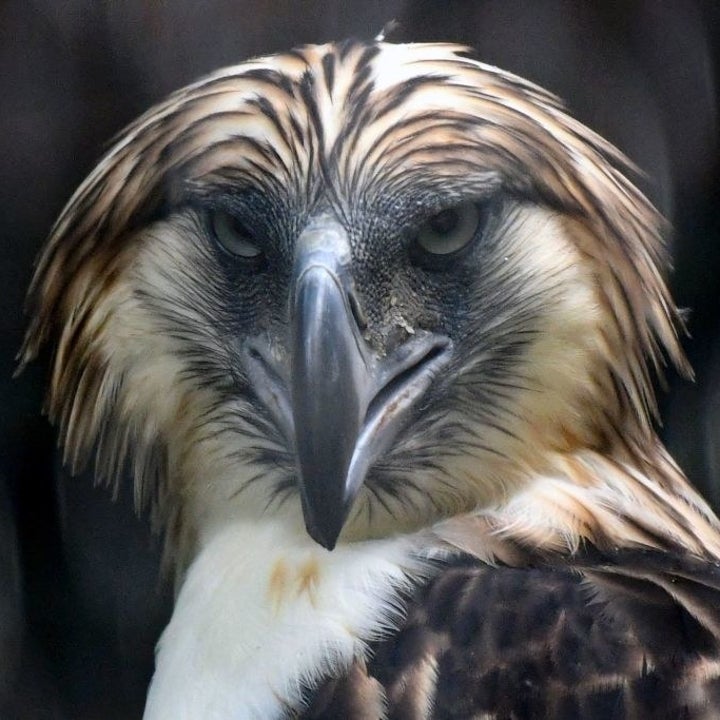 Rainbow Harpy Eagle Real