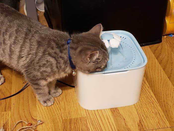 A cat drinking water from the fountain