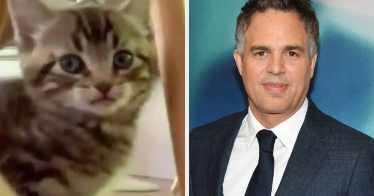 Mark Ruffalo Got A New Kitten Named Biscotti