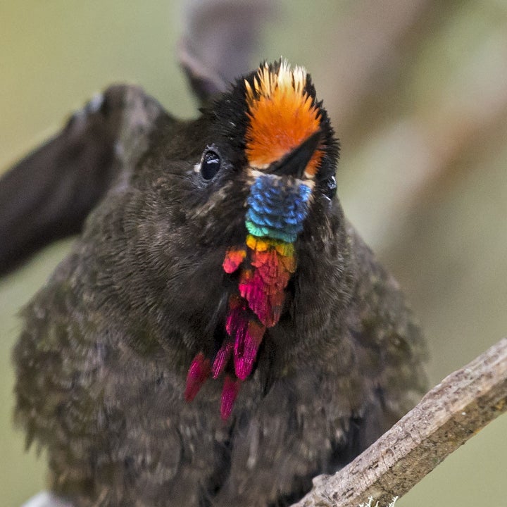 Birds That Seem Fake But Are Completely Real