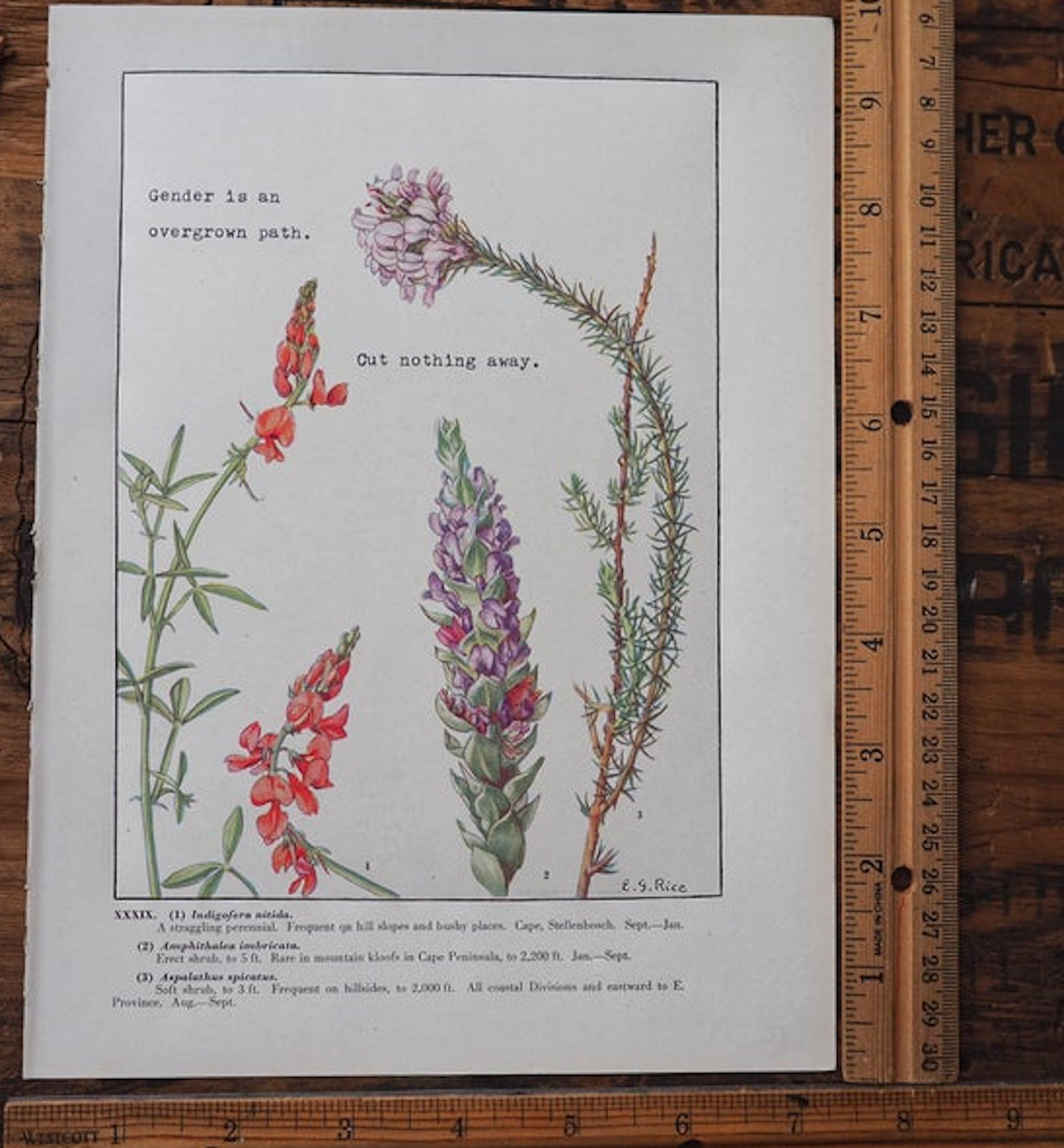 Vintage botanical print with typewritten poetry from Sycamore Type Shop