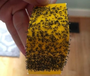 An insect trap, covered in bugs 