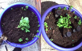 On the left, a before and after photo of a plant showing growth from the plant food spike