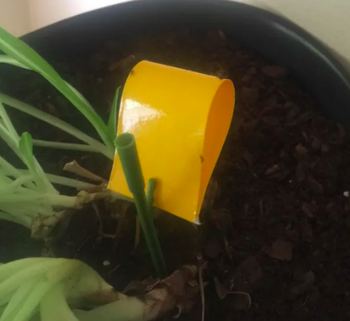 The insect trap after being place into a potted plant