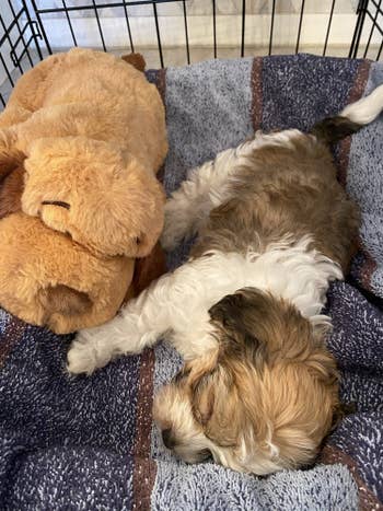 BuzzFeed Editor, Samantha Wieder's (aka me) puppy laying next to the Snuggle Puppy