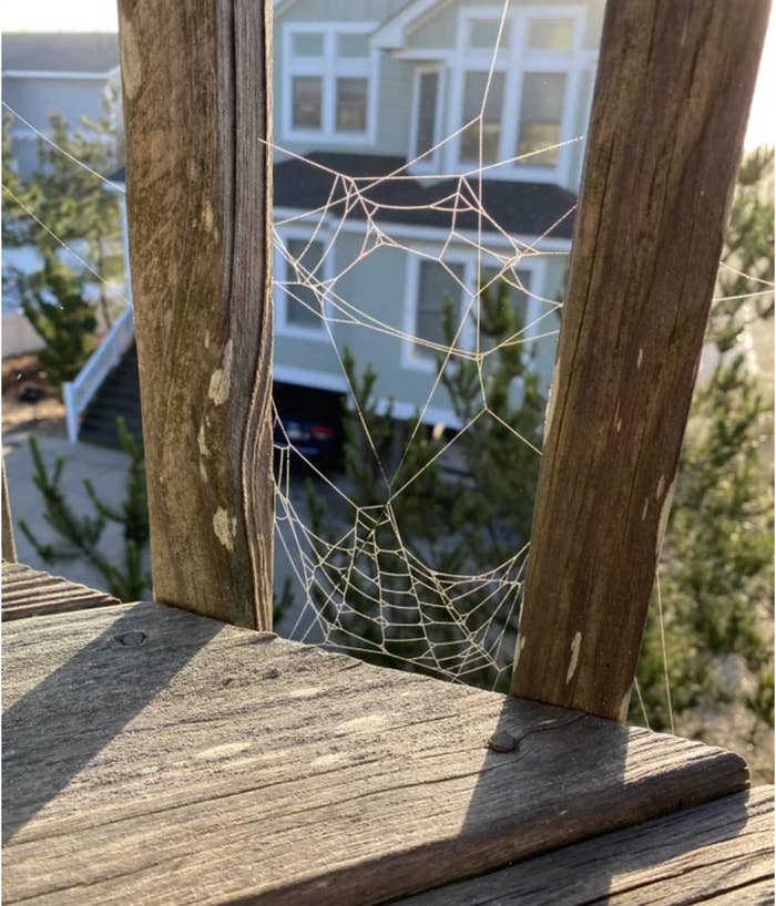 A spider web that looks amazingly like Spider-Man&#x27;s face