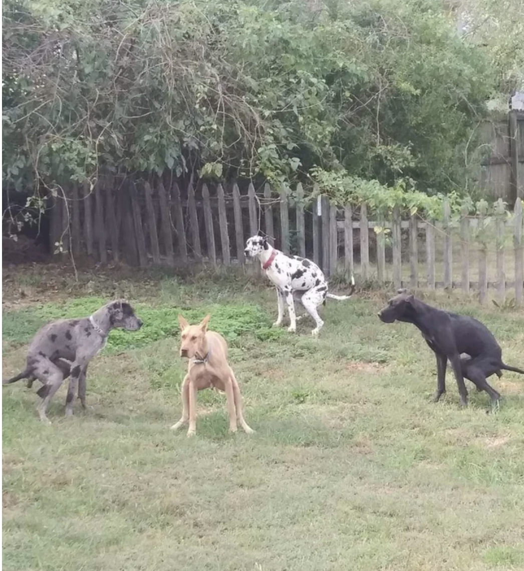 Four dogs go to the bathroom at the same time