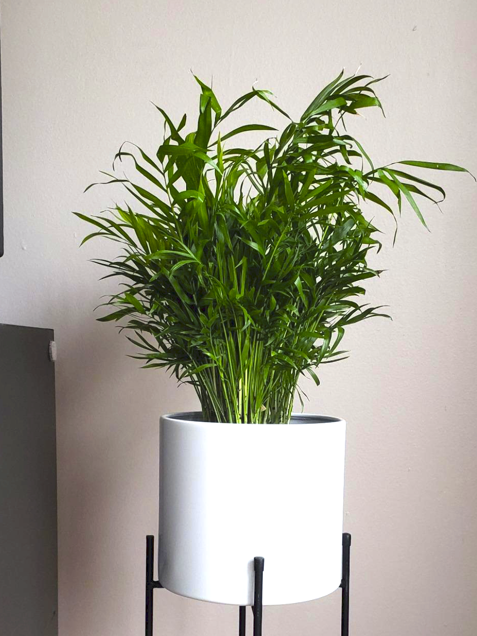 The palm plant looks like green branches that stick straight up out of the soil. It's about two feet tall and sitting inside of a planter on top of a plant stand.