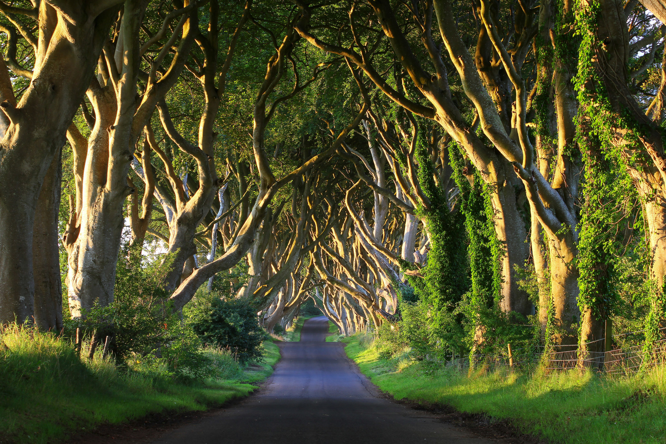 Most trees. Аллея дарк Хеджес Великобритания. Дарк Хеджес Северная Ирландия аллея. Буковая аллея дарк Хеджес в Северной Ирландии. Темные изгороди Северная Ирландия.