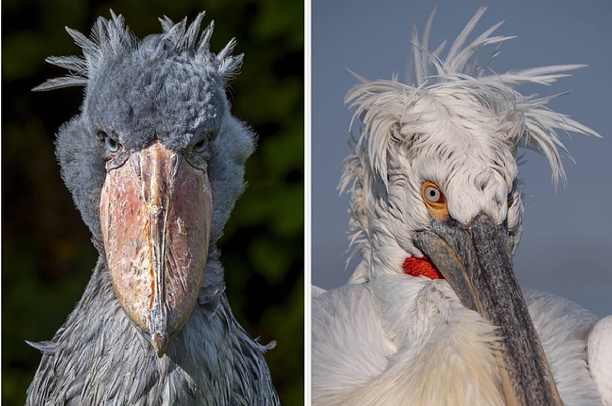 Birds That Seem Fake But Are Completely Real