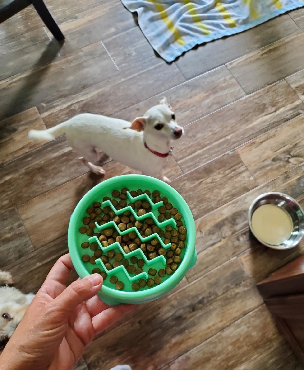 Reviewer photo of the bowl with dog food in it