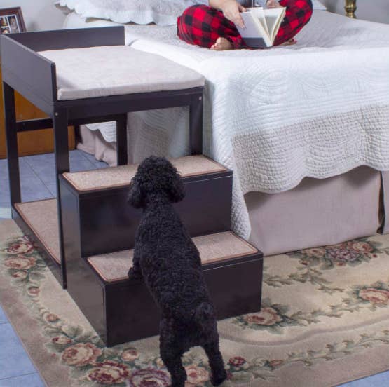 A dog walking up the two steps to the top half of the bunk bed. The bed is placed beside their owner's bed, giving them an easy way to get on and off their human's bed and letting the dog sleep beside them at night. 