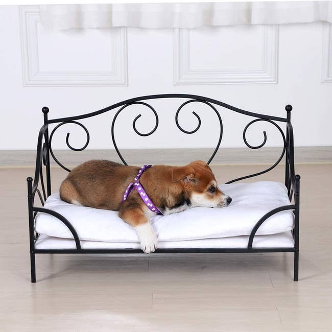 A product shot of the curved metal bed frame that looks like a human daybed in miniature. There is a puppy laying across the padded pillow. 