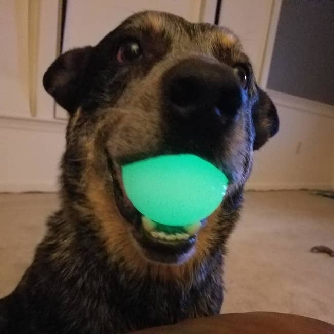 Reviewer's dog holding the glowing ball in its mouth