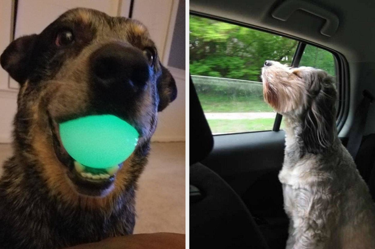 Side by side of dog with glow-in-the-dark ball in its mouth and dog sticking it's head out of car window