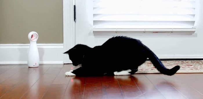 a small black cat chasing the laser from the white, standing laser pointer