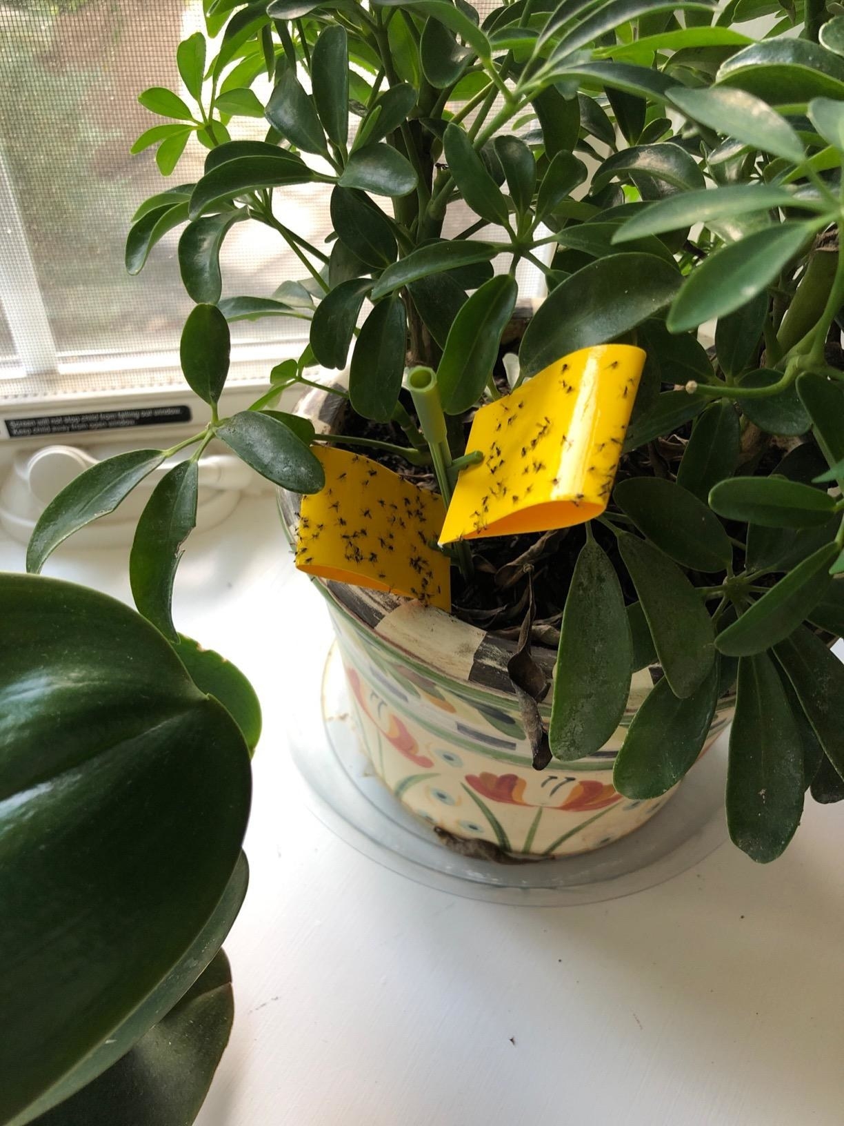 A houseplant with two yellow double-sided sticky traps, each with many gnats stuck in them