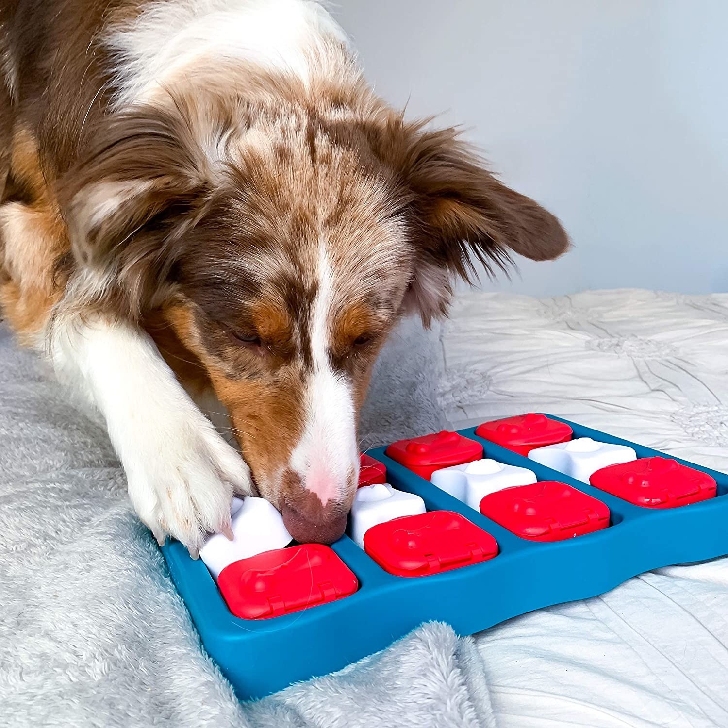 a dog using a paw and their nose to turn over one of the white bone shaped pieces in the puzzle, the rest of the puzzle is a blue square with red flaps 