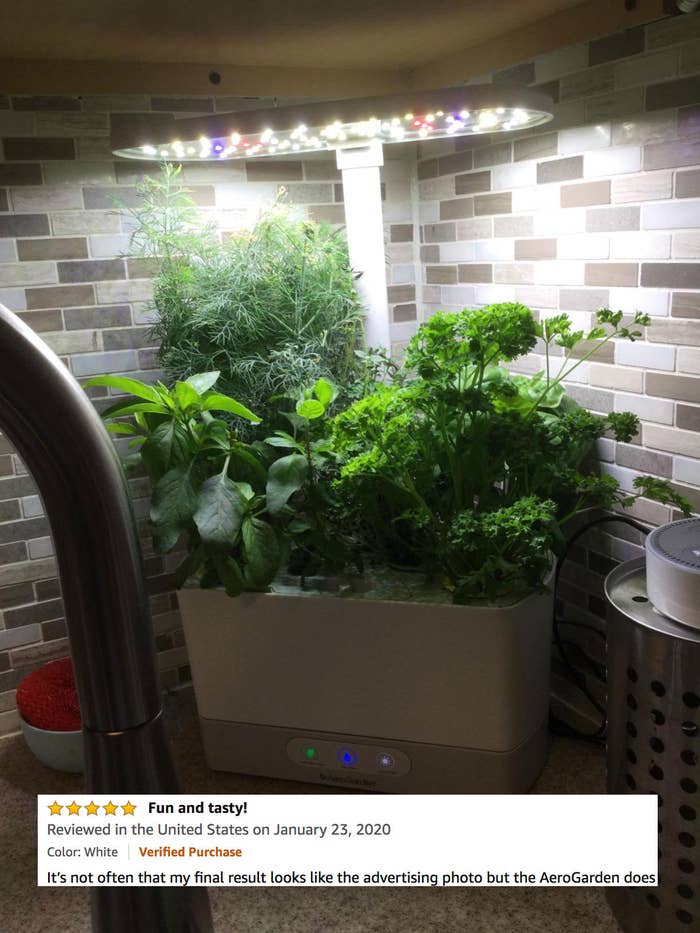 Aerogarden review photo full of herbs with five/five stars and text &quot;fun and tasty! It&#x27;s not often that my final result looks like the advertising photo, but the AeroGarden does&quot;
