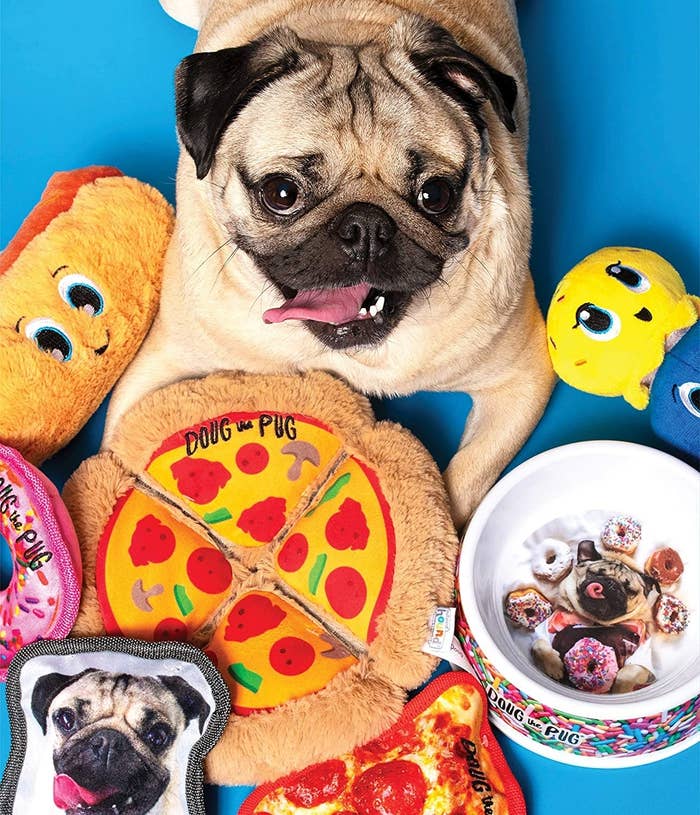 doug the pug sitting with the pizza-shaped dog toy in front of him