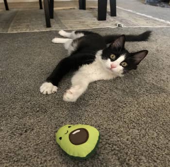 a cat laying on its stomach playing with the avocado toy