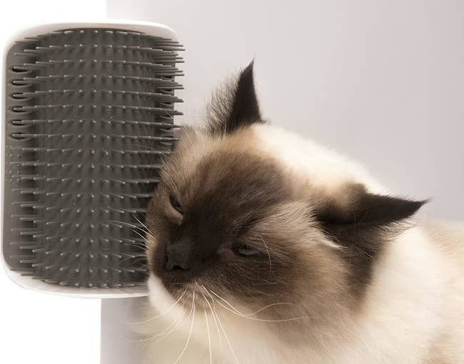 a fluffy cat brushing their face up against the toy that looks like a mounted hair brush