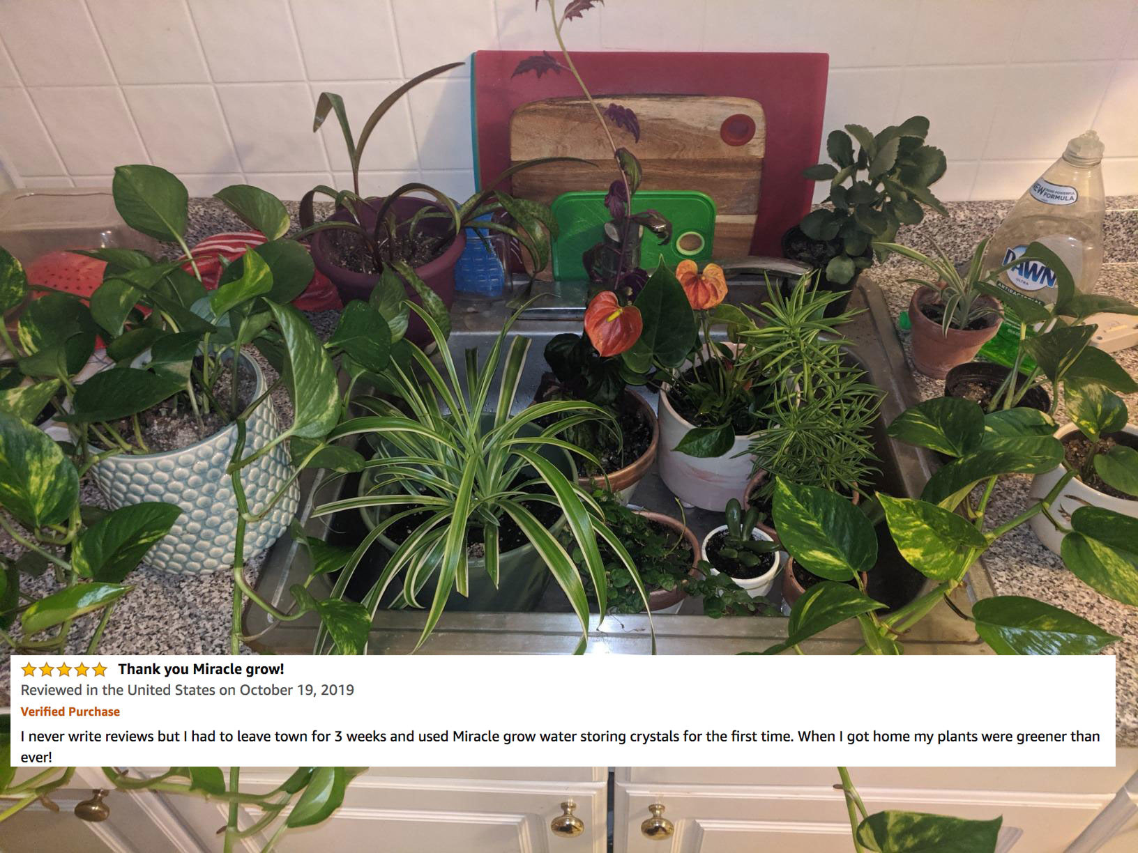A sink full of plants with five stars and the text &quot;I never write reviews but I had to leave town for 3 weeks and used these for the first time. When I got home my plants were greener than ever!&quot;