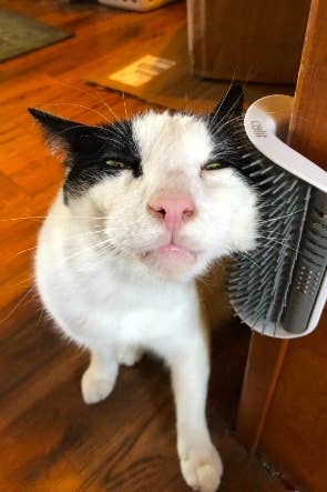 A reviewer's cat rubbing its face against the corner brush