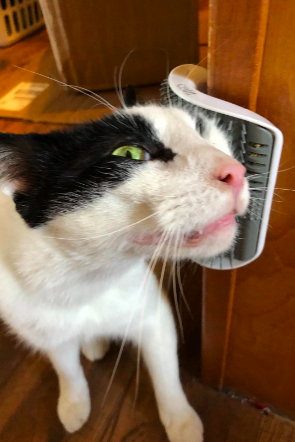 The same reviewer's cat rubbing its face at a different angle and clearly enjoying himself