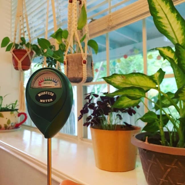 The moisture meter in front of a windowsill full of plants
