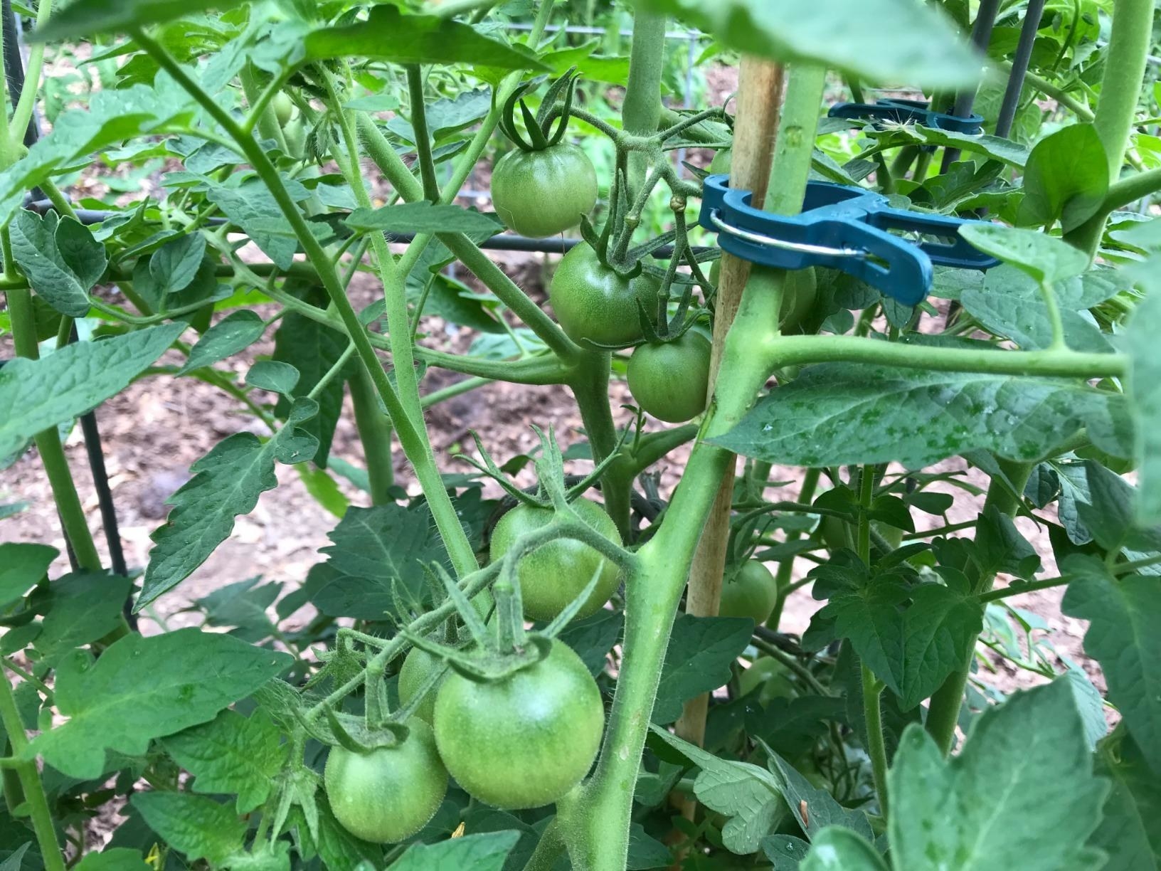 A reviewer using the clip to fasten a tomato plant to a post