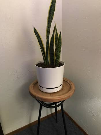A snake plant in the pot