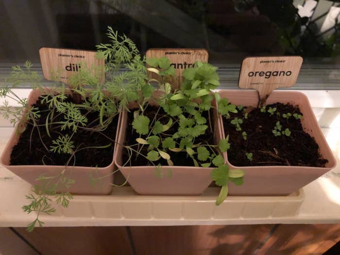 Reviewer&#x27;s image of three of the herb pots sprouting: dill, cilantro, and oregano