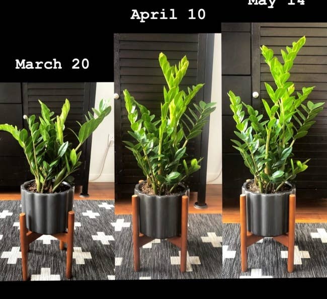 Review showing a plant doubling in size, one photo on March 20, one on April 10, and the last on May 14